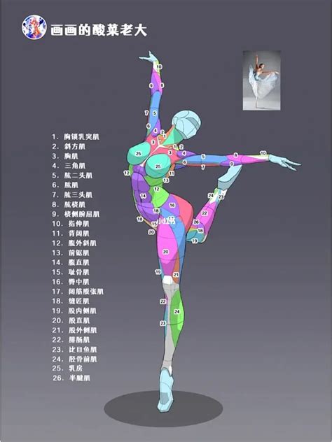 女性人体|3D 解剖平台｜Complete Anatomy